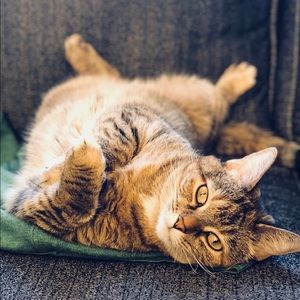 Meet your Posher, Ginger